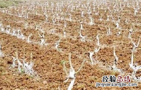 桑葚树怎么修剪 桑葚树怎么修剪才高产