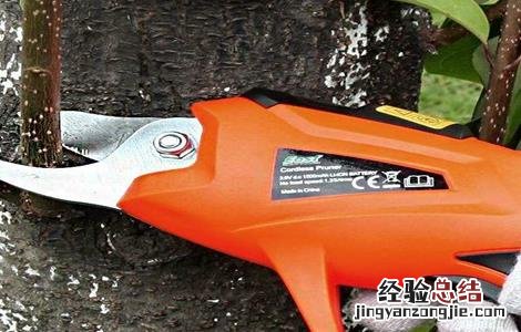 桑葚树怎么修剪 桑葚树怎么修剪才高产