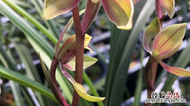 兰花种植管理技术视频 兰花种植管理技术