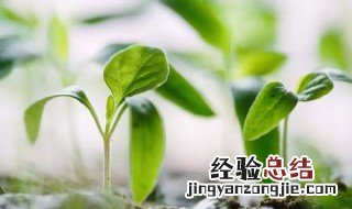 泥土方块变草方块 如何让泥土变成草方块