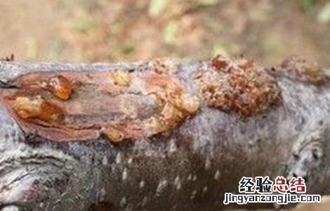 桃树流胶病的防治技术 桃树流胶病的治疗方法