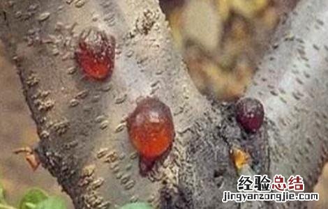 桃树流胶病的防治技术 桃树流胶病的治疗方法
