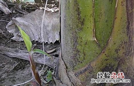 香蕉如何繁殖 香蕉如何繁殖,香蕉的繁殖方式