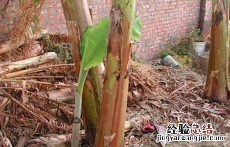香蕉如何繁殖 香蕉如何繁殖,香蕉的繁殖方式