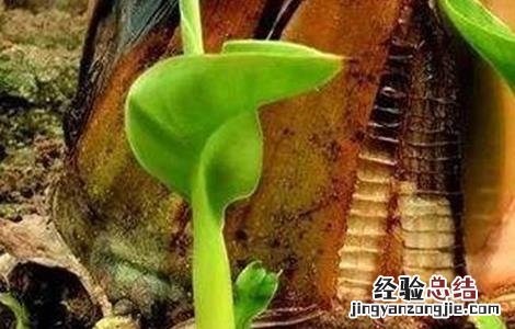 香蕉如何繁殖 香蕉如何繁殖,香蕉的繁殖方式