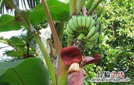 香蕉如何繁殖 香蕉如何繁殖,香蕉的繁殖方式