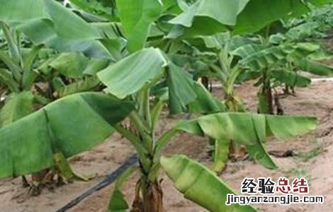 香蕉如何繁殖 香蕉如何繁殖,香蕉的繁殖方式