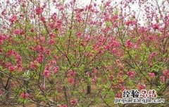 桃树春季管理要点和措施 桃树春季管理要点