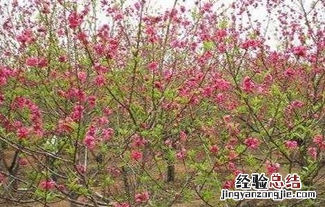 桃树春季管理要点和措施 桃树春季管理要点