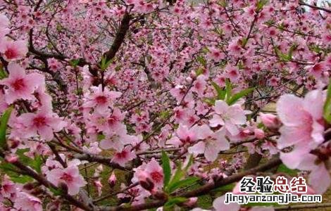 桃树春季管理要点和措施 桃树春季管理要点