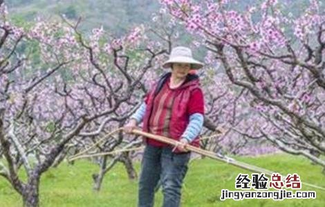 桃树春季管理要点和措施 桃树春季管理要点
