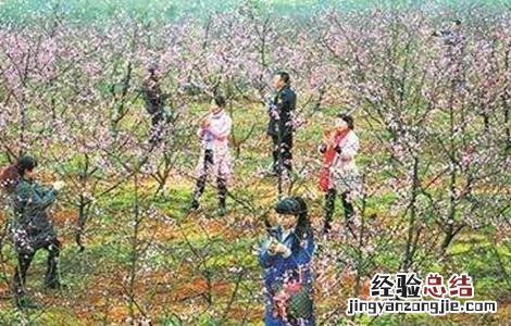 桃树春季管理要点和措施 桃树春季管理要点