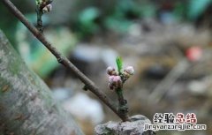 桃树的嫁接时间和方法 桃桃树嫁接时间和方法