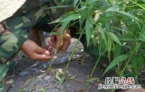 桃树的嫁接时间和方法 桃桃树嫁接时间和方法