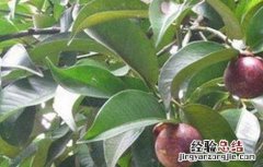 山竹的种植条件 山竹种植条件和区域