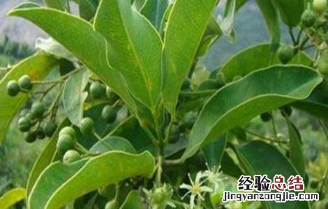 山竹的种植条件 山竹种植条件和区域