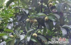 山竹的肥水管理 山竹怎么施肥
