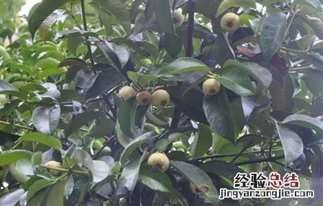 山竹的肥水管理 山竹怎么施肥