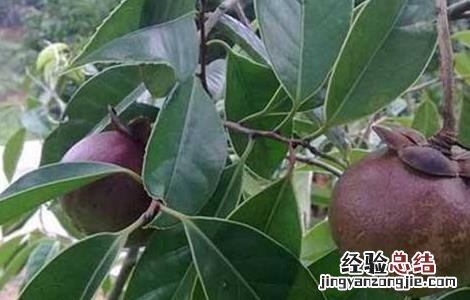 山竹的肥水管理 山竹怎么施肥