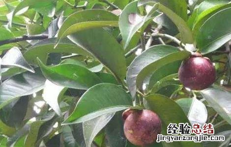 山竹的肥水管理 山竹怎么施肥