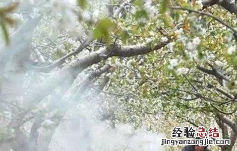 果树倒春寒防范措施 果树倒春寒怎样预防