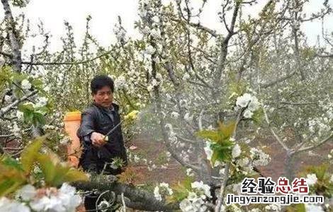 果树倒春寒防范措施 果树倒春寒怎样预防