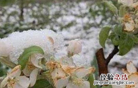 果树倒春寒防范措施 果树倒春寒怎样预防