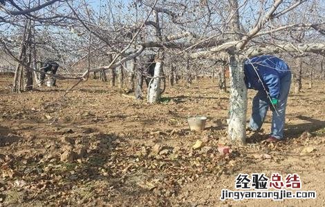 果树倒春寒防范措施 果树倒春寒怎样预防