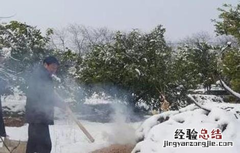 果树倒春寒防范措施 果树倒春寒怎样预防