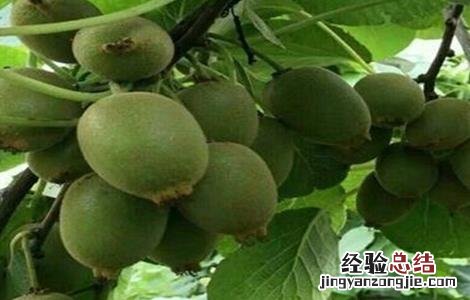 如何提高果树的坐果率 怎样提高果树的坐果率