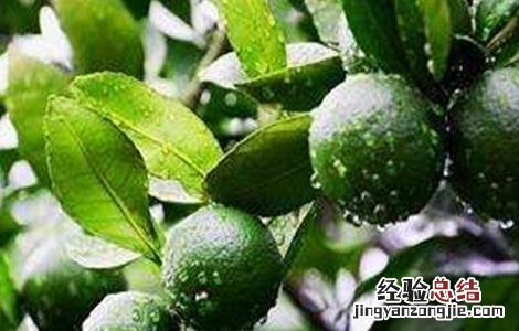 如何提高果树的坐果率 怎样提高果树的坐果率