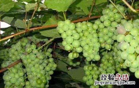 如何提高果树的坐果率 怎样提高果树的坐果率