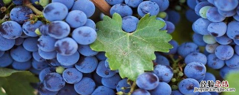 怎样培育蓝莓苗子 蓝莓苗的培育方法