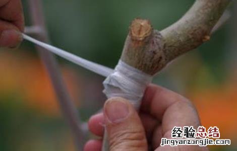 影响到果树嫁接成活率因素 果树何时嫁接成活率高