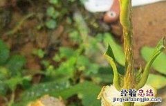 影响到果树嫁接成活率因素 果树何时嫁接成活率高