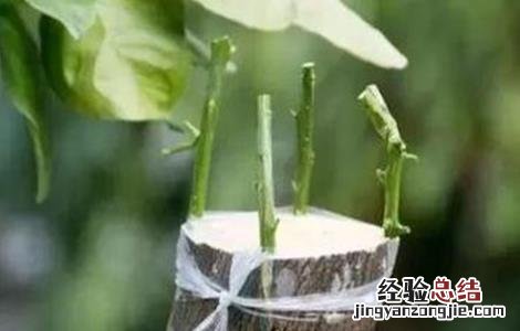 影响到果树嫁接成活率因素 果树何时嫁接成活率高