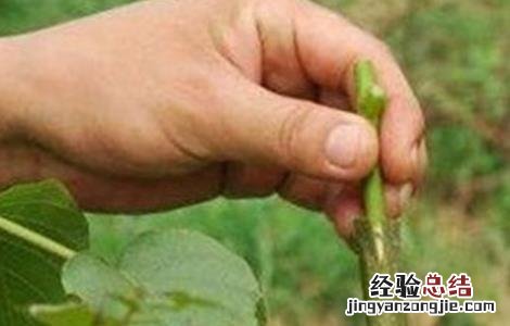 影响到果树嫁接成活率因素 果树何时嫁接成活率高