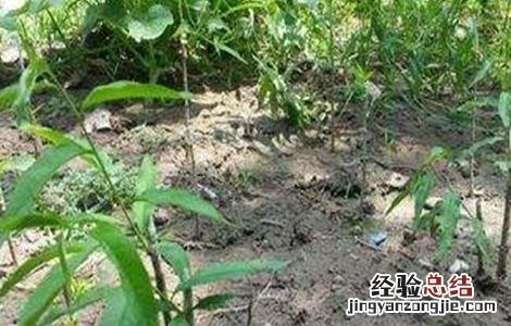 影响到果树嫁接成活率因素 果树何时嫁接成活率高