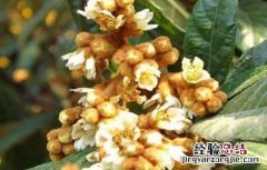 枇杷为什么会出现早花现象 枇杷开花少什么原因