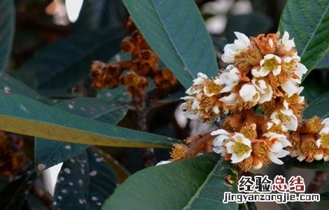 枇杷为什么会出现早花现象 枇杷开花少什么原因