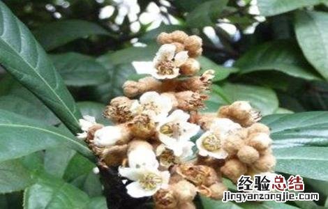 枇杷为什么会出现早花现象 枇杷开花少什么原因