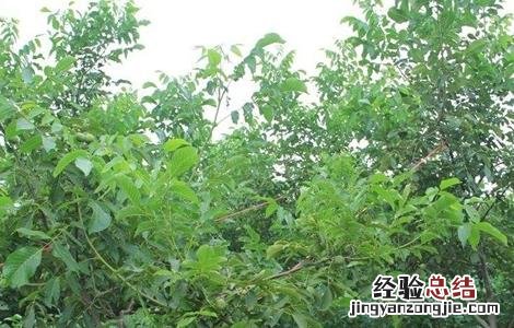 春季核桃种植注意事项有哪些 春季核桃种植注意事项