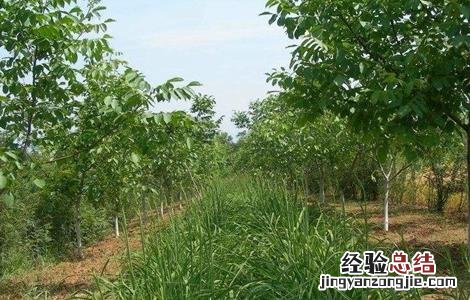 春季核桃种植注意事项有哪些 春季核桃种植注意事项