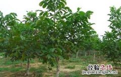春季核桃种植注意事项有哪些 春季核桃种植注意事项
