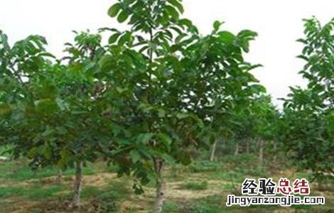春季核桃种植注意事项有哪些 春季核桃种植注意事项