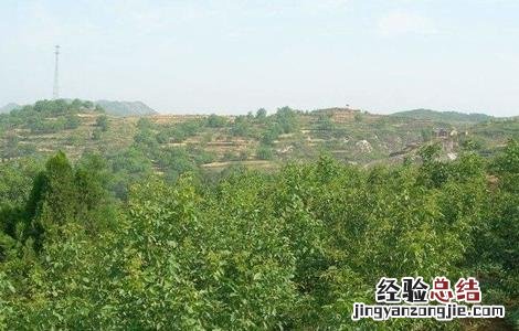 春季核桃种植注意事项有哪些 春季核桃种植注意事项