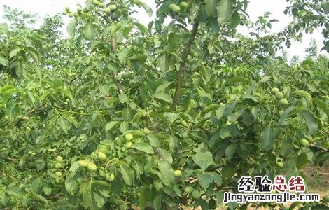 春季核桃种植注意事项有哪些 春季核桃种植注意事项