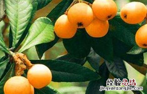 枇杷栽培管理技术 讲座 枇杷栽培管理技术