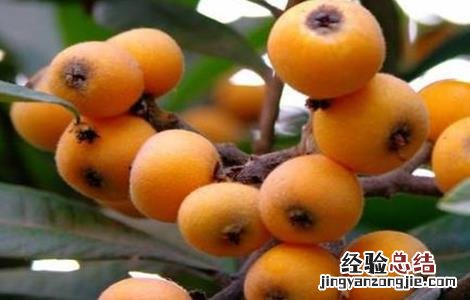 枇杷栽培管理技术 讲座 枇杷栽培管理技术