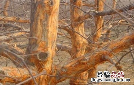 果树刮皮注意事项是什么 果树刮皮注意事项